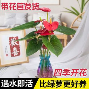 �t�������҃��k����ˮ��ֲ���ļ����B�������\���^����ȩ�_���Gֲ