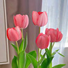 Tulip species ball big ball tulip seeds soil Peiwu View flower potted potted perennial ball root -resistant flowers