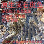 淡水溪石斑鱼好养耐活长得快冷水观赏清水鱼苗光唇鱼苗原生态