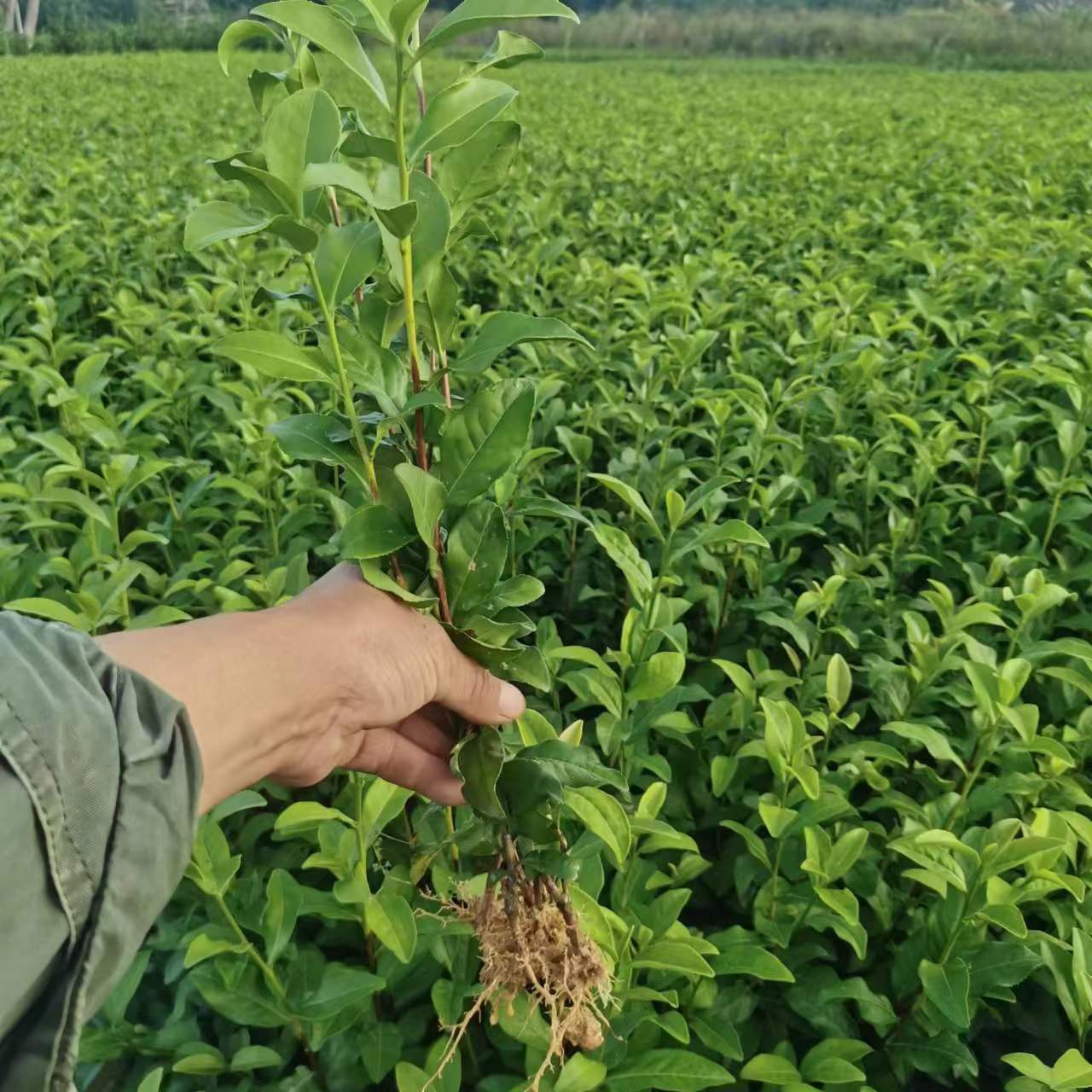 金牡丹茶苗全国批发 基地直发 源头货源良种茶树茶苗无性系繁殖