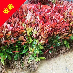 �t�~ʯ骘��� �ļ�����ͥԺ�G����ľ ����t�����h���繤��С����