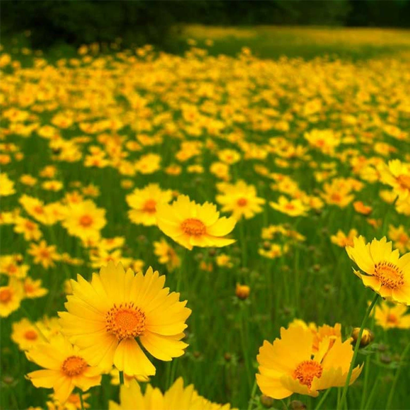 [Big Flower Coreopsis Туристическое живописное место Цветочное море Производство] Семена Сеять эхинацею в четыре сезона