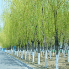 �̓r���� 1�׸� ����С�� ����С��