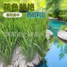 【基地供应】水生植物水生鸢尾西伯利亚鸢尾绿化工程苗蝴蝶兰耐寒