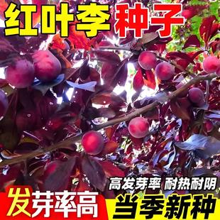 �t�~��N�����~����N����ľ�N�����Ә�N�Ӽt�~����N���ļ����N