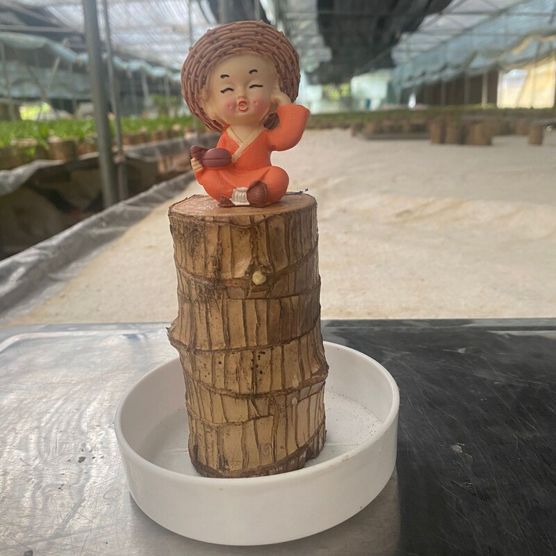 国境を越えた卸売ブラジル木水耕栽培植物幸運の木の切り株と芽と花のデスクトップ小さな鉢植えグルート|undefined