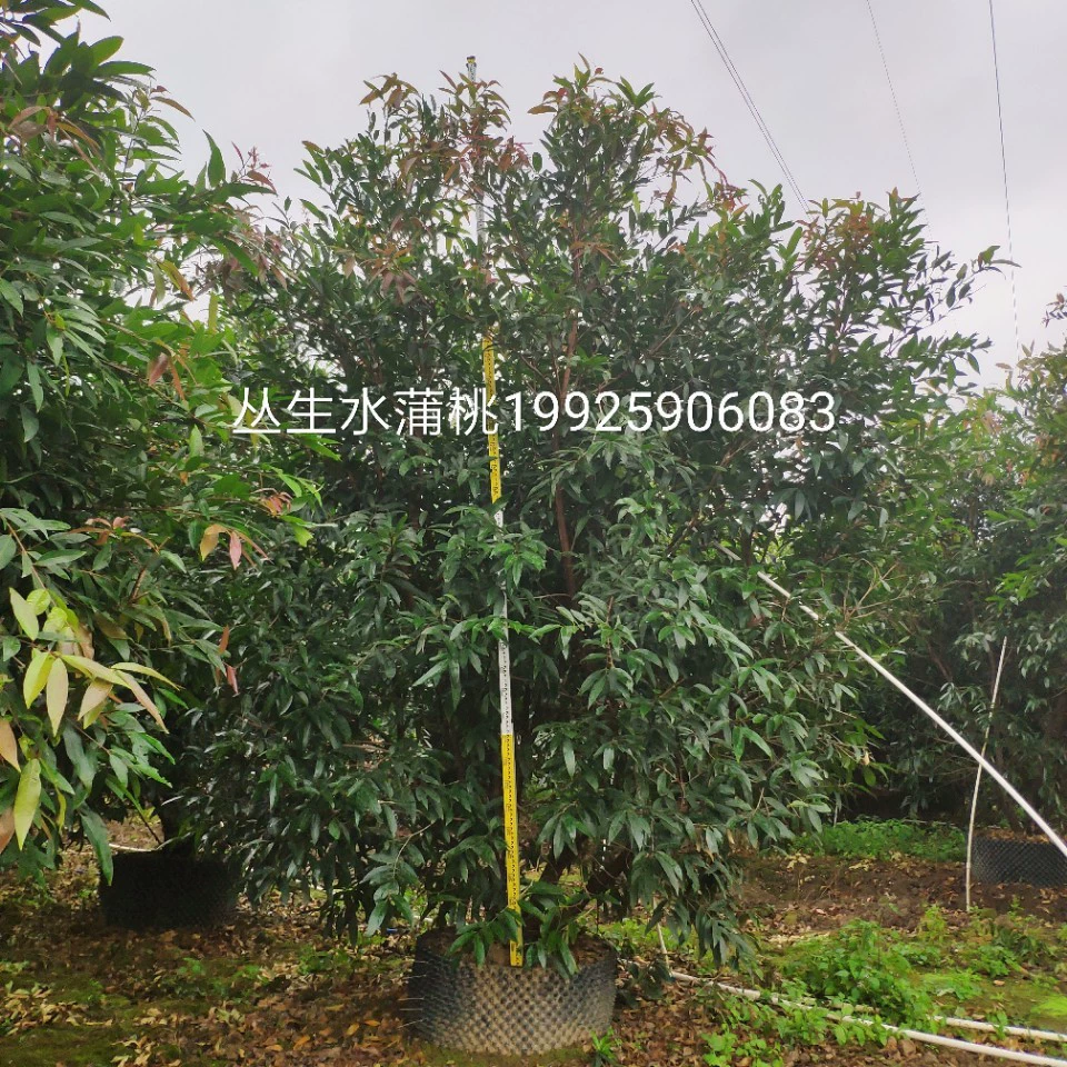 Базовая оптовая поставка кустоводных ямовых ястребов высотой 3-5 метров