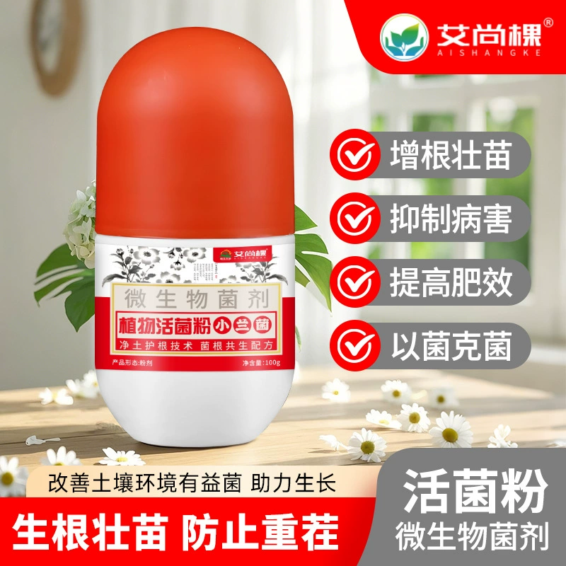 Айшан растение живого грибного порошка орхидеи