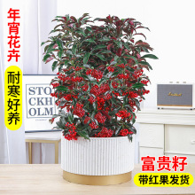 富贵籽盆栽金玉满堂植物耐寒富贵子花卉室内植物带果发货年宵花