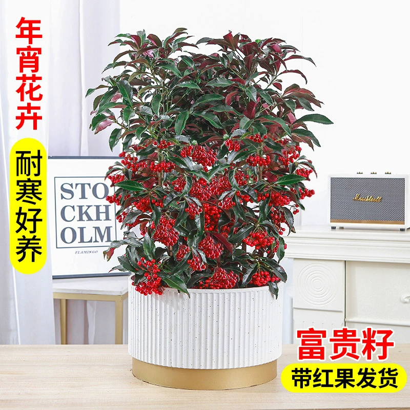 Золотое растение удачи в горшке с фруктами, морозостойкое комнатное растение для новогоднего украшения.