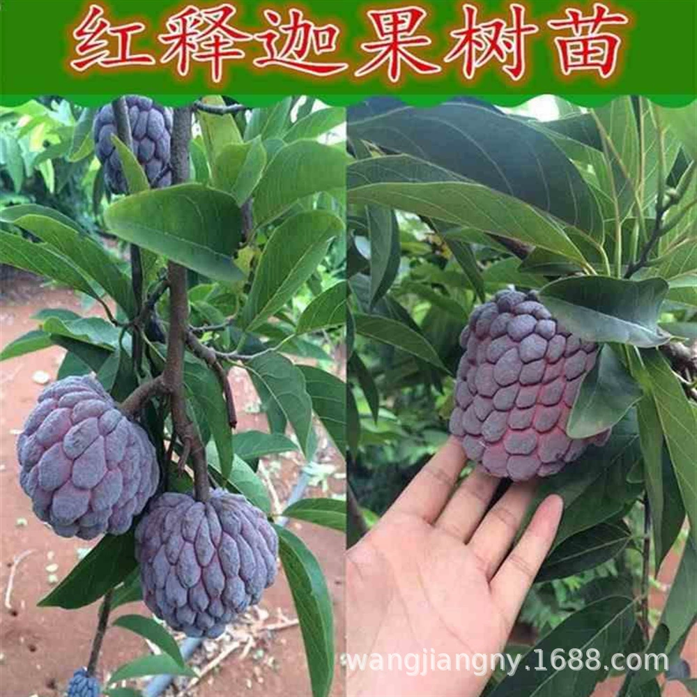 Тайвань Ананас Шакьямуни Фруктовое дерево Красный Шакьямуни Рассада Голова Будды Плоды Анона Привитая рассада Южная Посадка Результаты года