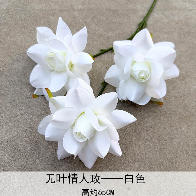 Amantes sin leaf Rosa Blanca