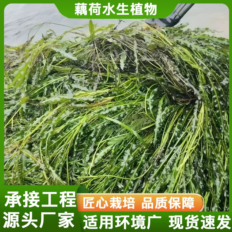 Малайзийский водный кустарник, подводные растения, водный кустарник, личинки лисьего хвоста, очистка воды, проект по зеленению водоемов оптом