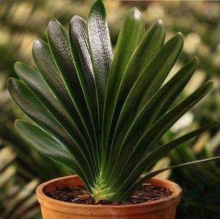 Clivia potted old seedlings are good for raising fleshy flowers with buds green plants indoor round-headed monk seedlings