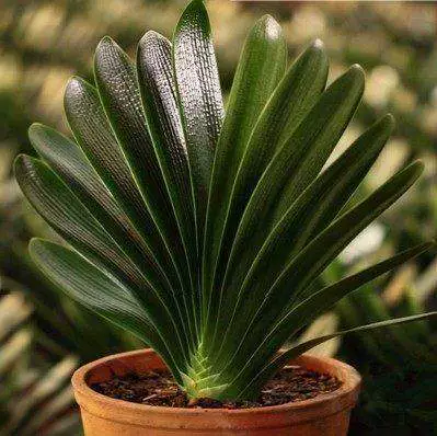 Кливия в горшках