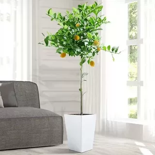 四季结果柠檬树盆栽包邮阳台带果花苞树苗庭院植物水果树绿植室内