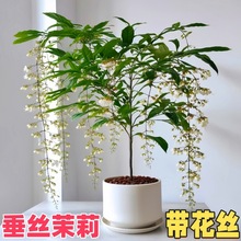 ���z�������Ԏ������Ϙ��҃�ֲ���̨�҃ȴ����L܇�׻�Gֲ�ﻨ��