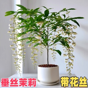 ���z�������Ԏ������Ϙ��҃�ֲ���̨�҃ȴ����L܇�׻�Gֲ�ﻨ��