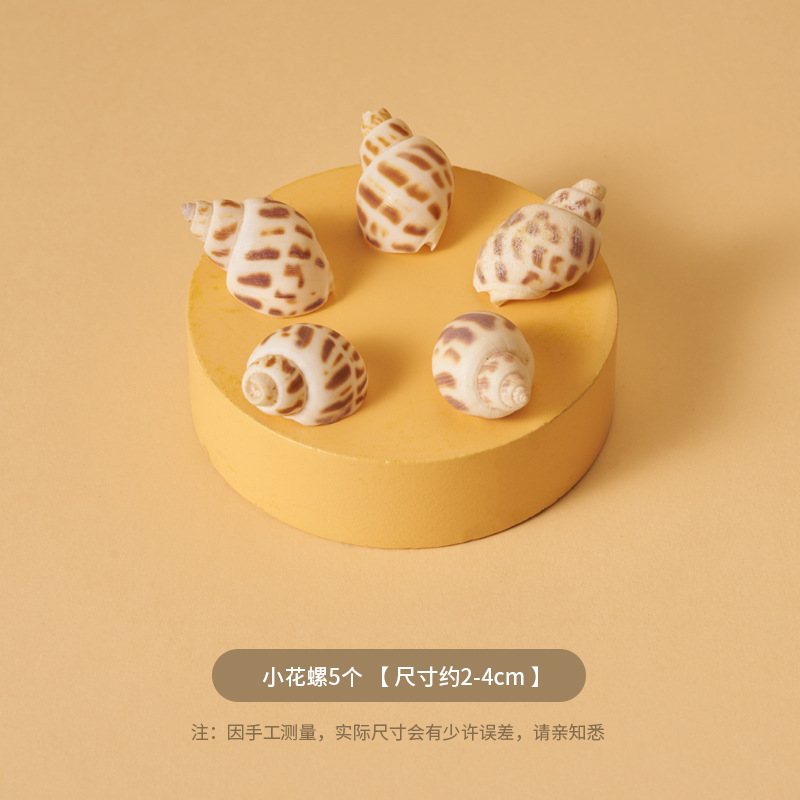 Ins Summer Micro Scenery Beach Accesorios fotográficos Cosméticos Bodegón Fotografía de pose Shell Arenas movedizas Tela de fondo marino