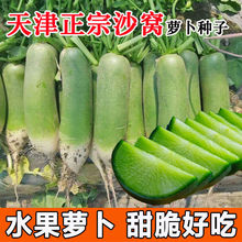天津沙窝萝卜种籽水果萝卜种子春秋甜青罗蔬菜盆栽种孑夏农家四季