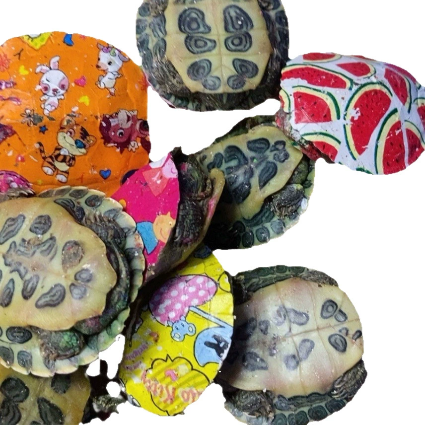 ornamental Brazilian Baby Turtle, colorful varieties, painted or original, with/without box