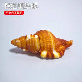 艳红美法螺天然稀有海螺贝壳标本螺鱼缸造景装饰地中海家居收藏