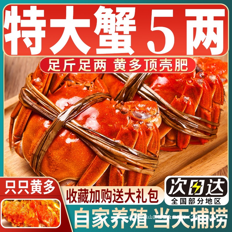 【活蟹】鲜活大闸蟹全母特大螃蟹含绳现货红膏湖蟹送礼8-16只河蟹