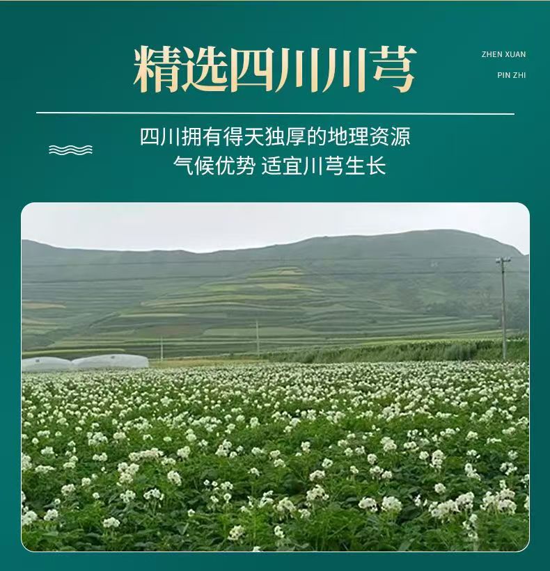 Dried Chuanxiong Slices Chuan Xiong 500g Sichuan Ligusticum Culinary Herb key features