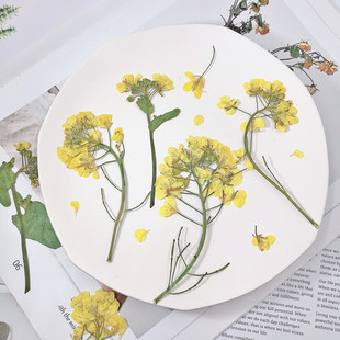 Dried flower wholesale rape flower embossed specimen AliExpress hot supply photo frame bookmark candle nail DIY material