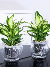 万年青植物盆栽办公室净化空气绿植花卉银皇后观叶植物室内植物