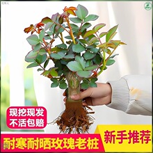 ���õ�廨�����Ϙ��tõ���ϸ��Ϳ��¼�������B���_�����㻨��