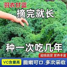 ¸{Nu~{NѸ߮a׷Nļ̨ͥԺ߲˷N