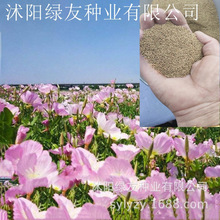 批发月见草种子 月见草播种种植技术说明以及栽培技术