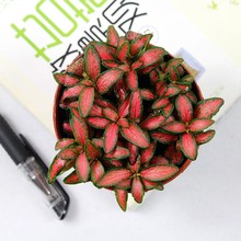 ���l �G�W�y������ �t�W�y��С�� �ϱ����Nֲ�҃���ֲ������՚�