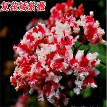 紫薇树苗庭院别墅地栽丛生紫薇红花多杆红火箭耐寒绿化苗木风景树