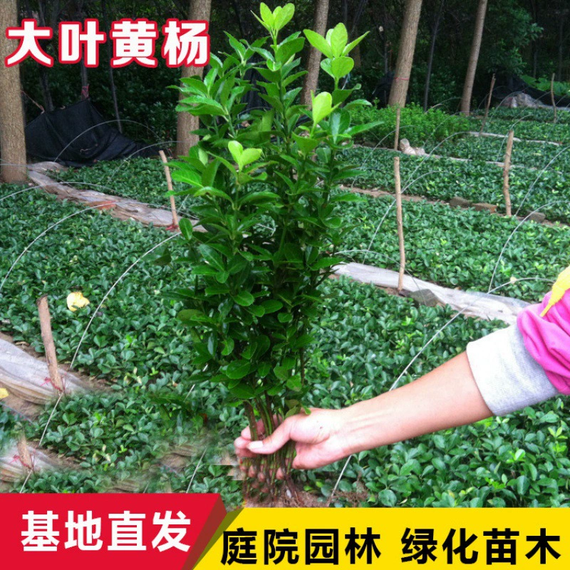 Саженцы самшита крупнолистовые семена дыни саженцы самшита Саженцы французского падуба саженцы падуба Пномпень Самшит двор саженцы живой изгороди