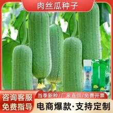 正品香嫩肉丝瓜种子抗病高产耐热四季长丝瓜种子阳台菜园蔬菜种籽