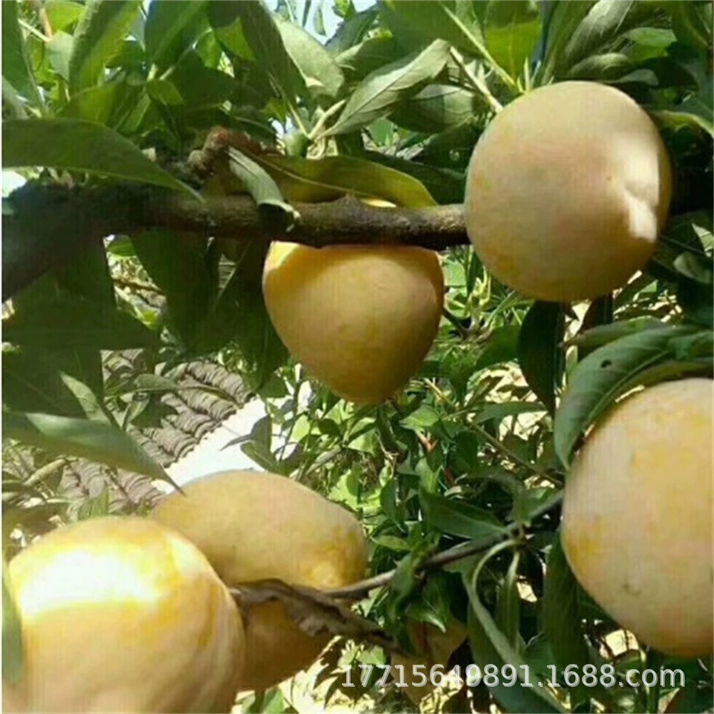 Новые сорта саженцев фруктовых деревьев Саженцы сахарной сливы без косточек Привитые саженцы сливы Красное мясо Без косточек Хрустящие саженцы сладкой медоносной сливы