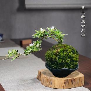 Moss Ball Small Cliff Golden Edge June Snow Micro Bonsai Potted Balcony Indoor Green Plants Flowers Purify the Air Living Room