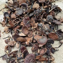 贵州野生灵芝纯野生灵芝批发野生整枝赤灵芝芝菌通货有大有小