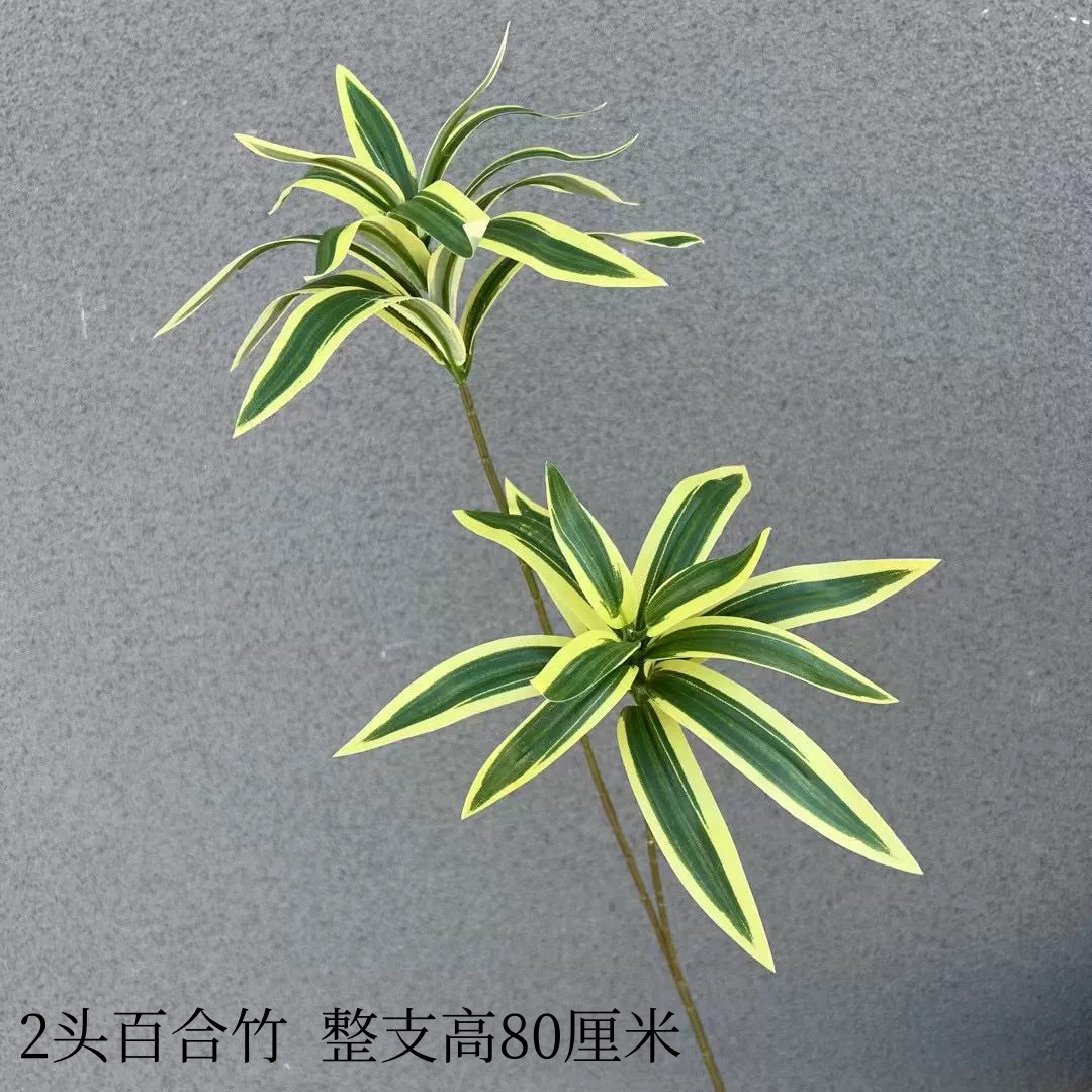 2头百合竹