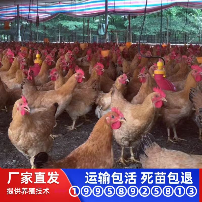 一日龄黄土鸡苗母苗混苗三黄鸡衡阳湘黄土鸡苗本地鸡小种纯细高脚