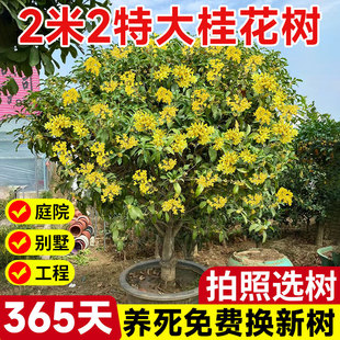 �𻨘����ش���¹𵤹�ͥԺ�e�������ļ���G������ֲ���ļ��_��