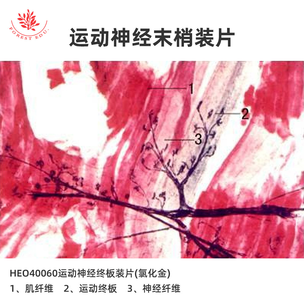 1 神经细胞显微玻片