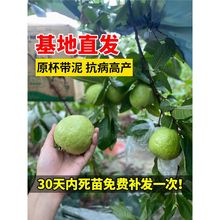 番石榴树苗盆栽红心地栽芭乐树少籽南方种植帝王四季庭院当年结果