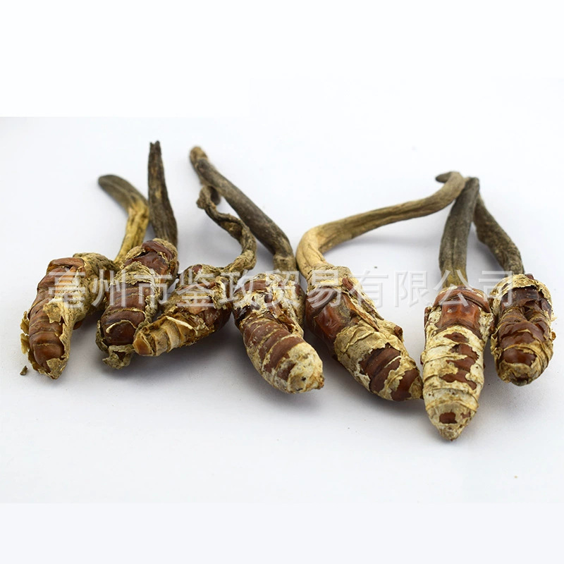 Golden Cicada Flower Jin Chan Hua Cordyceps-like Fungus Dried Whole Herb 500g Traditional TCM Ingredient key features