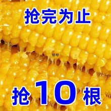 ���r�SŴ�����Ŵ��ճ�����װ��ӴּZ��ͺ������a��հ��b