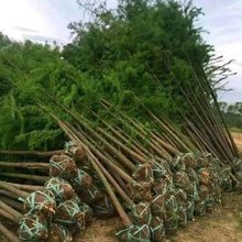 水杉树苗落羽杉速生庭院种植绿化苗四季常青南北方乔木道路行道树