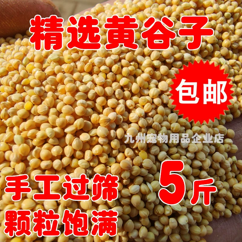 Отобранное желтое просо мелкого и среднего размера корм для попугаев корм для птиц Новое просо Тигровая кожа Xuanfeng пион крупное зерно просо