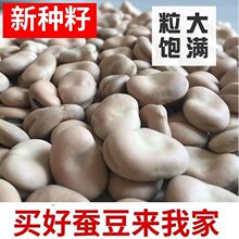 �ձ�С��Ƥ�Q���N���r���ԷN��������s�Z��Ƥ���Q���Q���N��